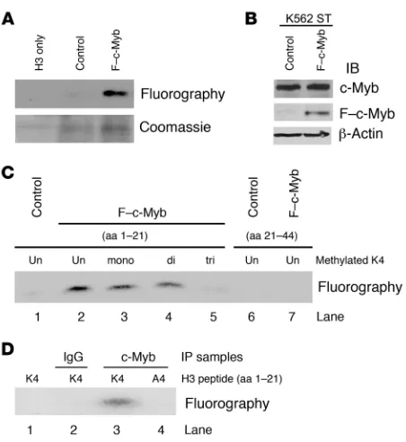 Figure 3The c-Myb–containing complex methylates histone H3 on lysine 4. (