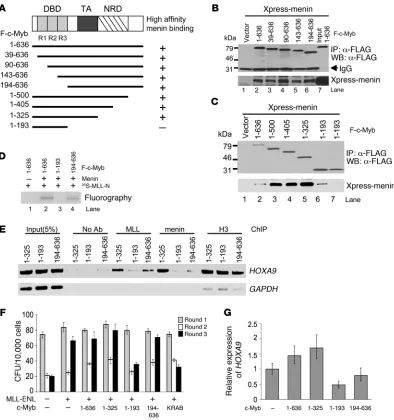 Figure 7The interaction between c-Myb and the menin-MLL complex is required for localization of MLL and menin on the 
