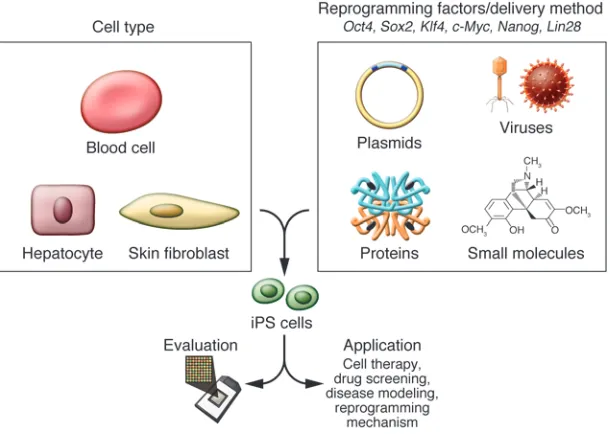 Figure 2Generation of iPS cells. The choice of the cell 