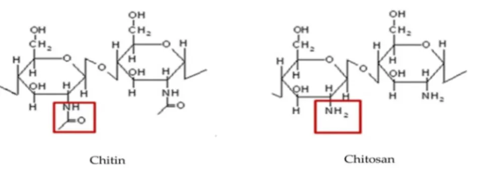 Figure 2 Structure of chitin and chitosan (deacetylation of chitin) 