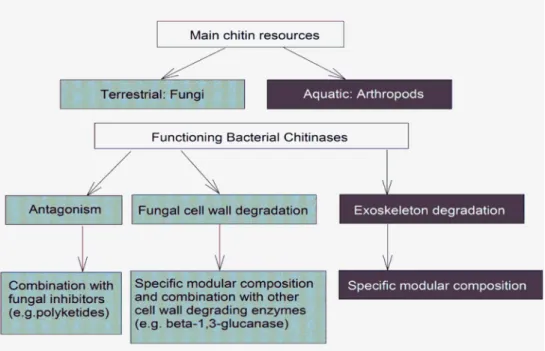 Figure 1 Schematic overview of the hypothesized differences in ecological functioning of chitinases  for terrestrial and aquatic bacteria