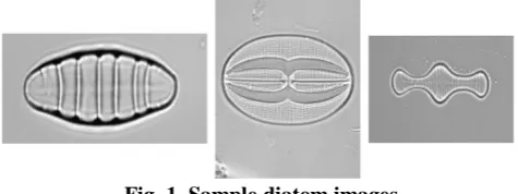 Fig. 1. Sample diatom images  