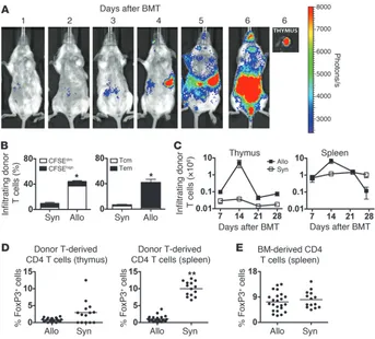 Figure 2Alloreactive T cells quickly infiltrate the thymus, undergo proliferation, and display an activated 