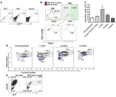 Figure 4Quiescent transduced macrophages persist in lung tissue despite a transient acute pulmonary inflammatory response