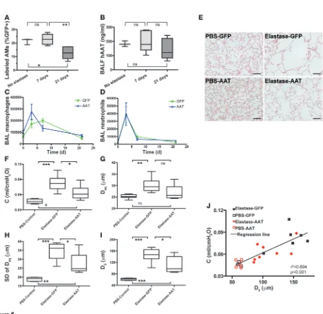 Figure 6Amelioration of elastase-induced emphysema in mice treated with EF1α-hAAT lentivirus