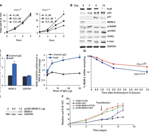 Figure 10Binding and regulation of Mdm-2 by HuR in MEFs. (A) Growth curve and (B) IB analysis of MEF cells isolated from Elavl1f/f and Elavl1f/f/RosaCre 