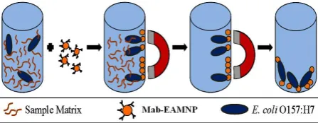 Figure 1. Immuno-magnetic separation procedure (IMS): sam- ple plus Mab-EAMNPs  magnetic separation of target cells  removal of sample matrix  purified E