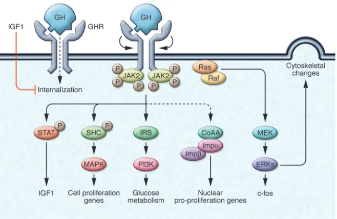 Figure 3GH action. GH binds to the GHR dimer, which 