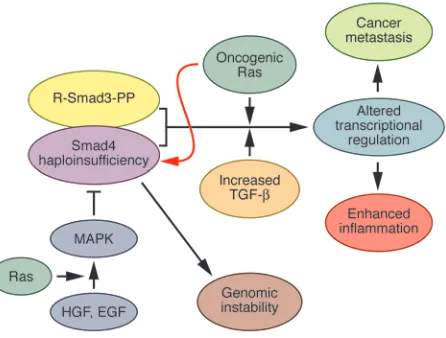 Figure 2Consequences of Smad4 haploinsufficiency. As shown by Bornstein et al. in their study in this issue of the JCI (7), attenuated Smad4 levels in HNSCC lead to genomic instability, upregulation of phosphorylated R-Smad3 (R-Smad3-PP), excessive Ras act