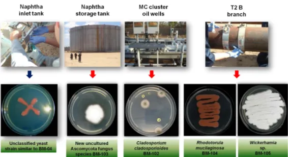 Figure 2. Isolation of yeast and filamentous fungi from the studied naphtha system. Note that unclassified yeast, morphologically identical to R