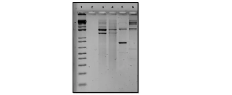 Figure 4. DNA fingerprinting analysis of Rhodotorula strains performed using the ERIC-PCR primers