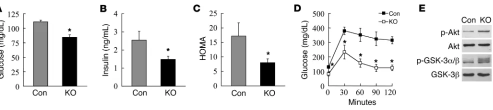 Figure 3HFD-fed ATG7Results are shown as mean + SEM or mean ± SEM. trol and knockout mice 30 minutes after insulin injection for phospho-Akt (p-Akt), total Akt, phospho-GSK-3F/F-aP2-Cre mice have increased insulin sensitivity