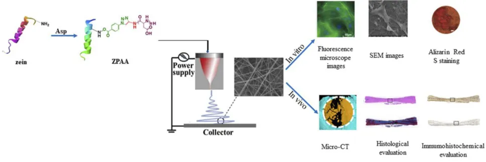 Figure 1 Schematic preparation of poly (L-aspartic acid)-modiﬁed zein and its potential application for bone defect regeneration.
