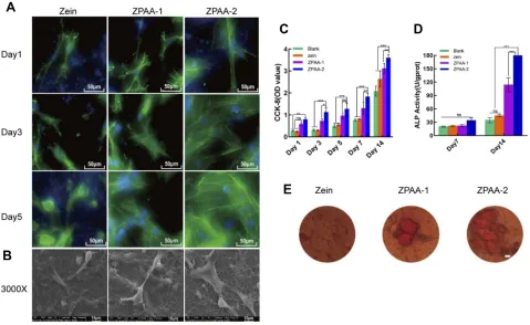 Figure 4 (A) SEM images showing the representative morphologies and diameter distributions of zein, ZPAA-1, and ZPAA-2 membranes (B) Water contact angles of zein,ZPAA-1, and ZPAA-2 membranes.