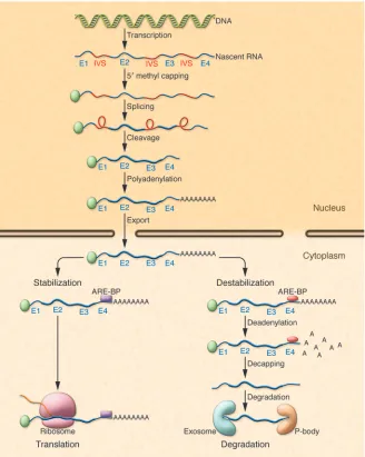 Figure 1Cellular processing of RNA. Following tran-