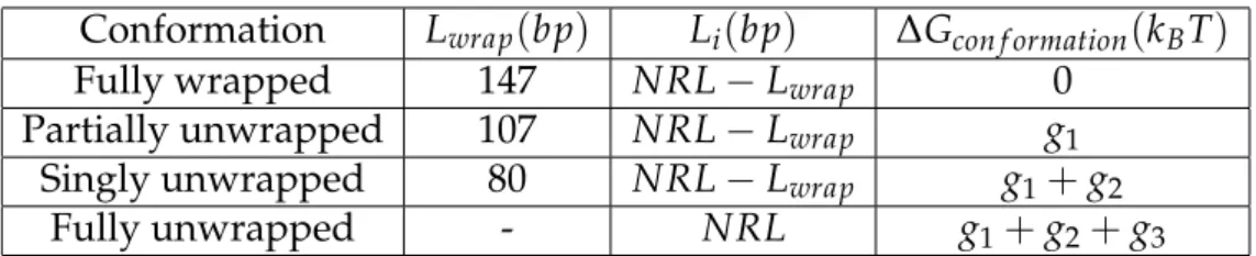 Table 2.1: Used constants of the four different nucleosome conformations. The free energies of the transitions are roughly g 1 = 19 ± 2k B T, g 2 = 4.4 ± 0.7k B T [3].