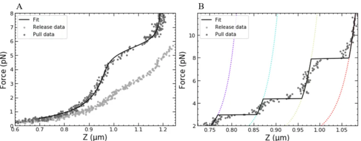 Figure 4.2: At forces below 7pN, chromatin fibers without H1 unfold in thermal equilibrium, whereas chromatin fibers with H1 show non-equilibrium, discrete unstacking steps