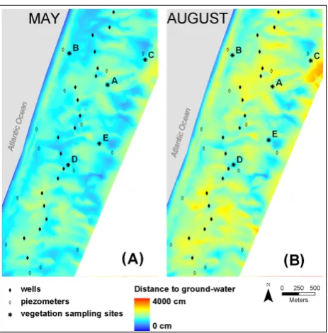 Fig. 4. Figure 4. Maps indicating the depth to groundwater interpolated from measurements at wells and piezometers in (A) spring and (B) summer 2005