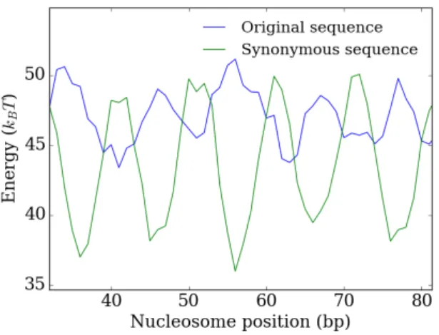 Figure 2.6: Original (blue) and synonymous (green, optimised at nucleosome starting position 56) DNA-histone interaction energy landscapes of a section of the YAL002W gene.