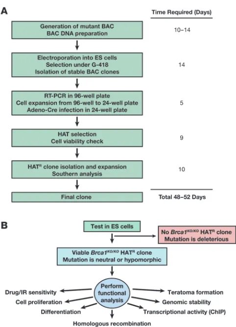 Figure 6Schematic representation of the ES cell–based assay to study BRCA1 
