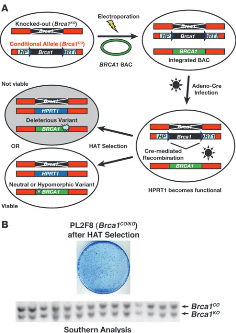 Figure 1Outline of ES cell–based assay. (