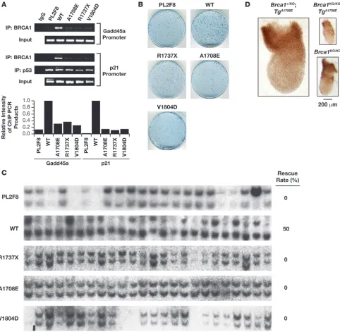 Figure 3Functional evaluation of BRCT domain variants of BRCA1. (A) A1708E, R1737X, and V1804D BRCA1 variants were analyzed by ChIP to test 