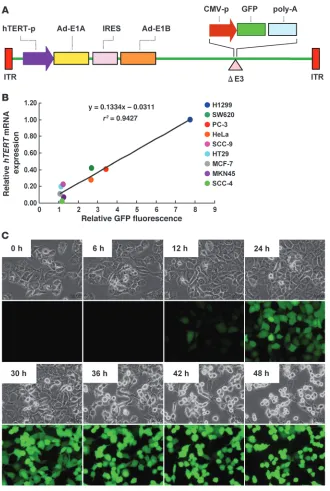 Figure 1Schematic DNA structure of OBP-401 and 