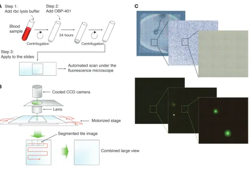 Figure 2A simple method to detect telomerase-positive cells in the blood. (