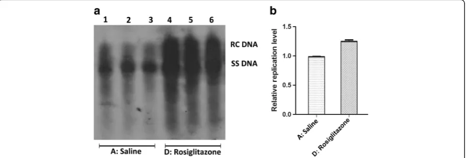 Fig. 4 The alternation of HBV replication intermediates in mouse models after fenofibrate treatment