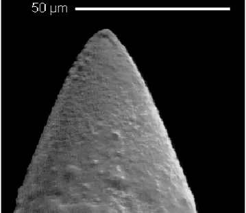 Fig. 1. REM image of an emitter needle.
