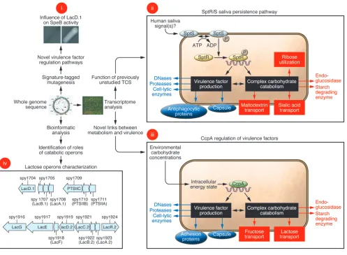 Figure 1Schematic depicting how genome-wide analyses have revealed previously unsuspected links between carbohydrate metabolism and virulence