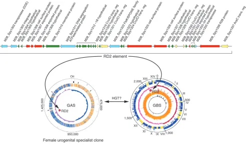 Figure 3Molecular pathogenomic analysis reveals the contribution of a HGT event to the evolution of a female urogenital specialist GAS clone of serotype M28