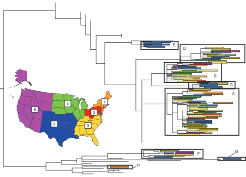 Figure 2Genetic diversity of human influenza A/H1N1 virus in the United States during the 2006–2007 influenza season