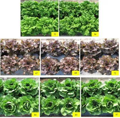 Figure 3. Morphological description of the eight cultivars representing 100% genetic similarity