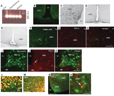 Figure 4PKC-θ is expressed in the hypothalamus. (A) PKC-θ expression, using RT-PCR in the hypothalamus and muscle of rats (con, water con-trol)