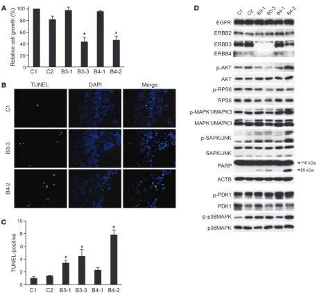 Figure 7Effect of ERBB3 and ERBB4 knockdown on HCT116 cells. (A) Cell proliferation relative to transfection reagent control only