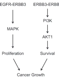 Figure 8Model of ERBB interactions in colon cancer growth. Data suggest that 