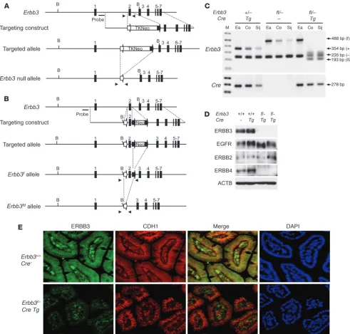 Figure 1Targeting the Erbb3 locus. (A) Targeted ES cells containing TK-Neo flanked by lox71 (open symbols) and loxP (filled symbols) were transfected with a Cre expression vector to generate the Erbb3 null allele without exon 2
