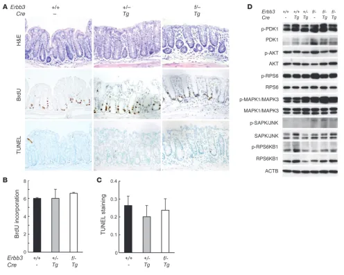 Figure 2Analysis of intestine-specific Erbb3-knockout mice. (A) Colon sections from mice injected with BrdU for 2 hours before sacrifice were stained with 