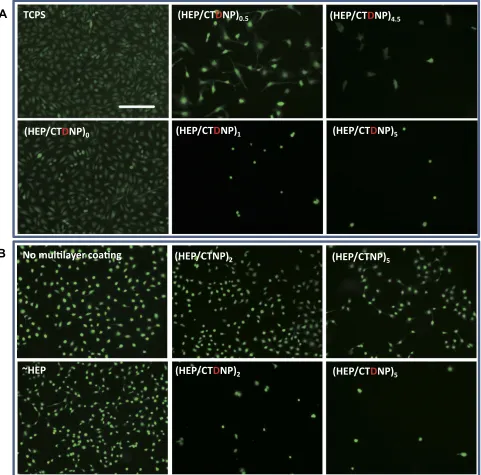 Figure 7 (different bilayer multilayer modiA) Cell distributions and morphologies on the material surface with different bilayer multilayer modiﬁcations