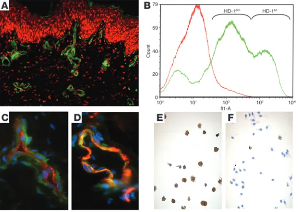 Figure 1mAb HD-1 recognizes a subpopulation of pericyte-like dermal cells in close contact with the epithelium