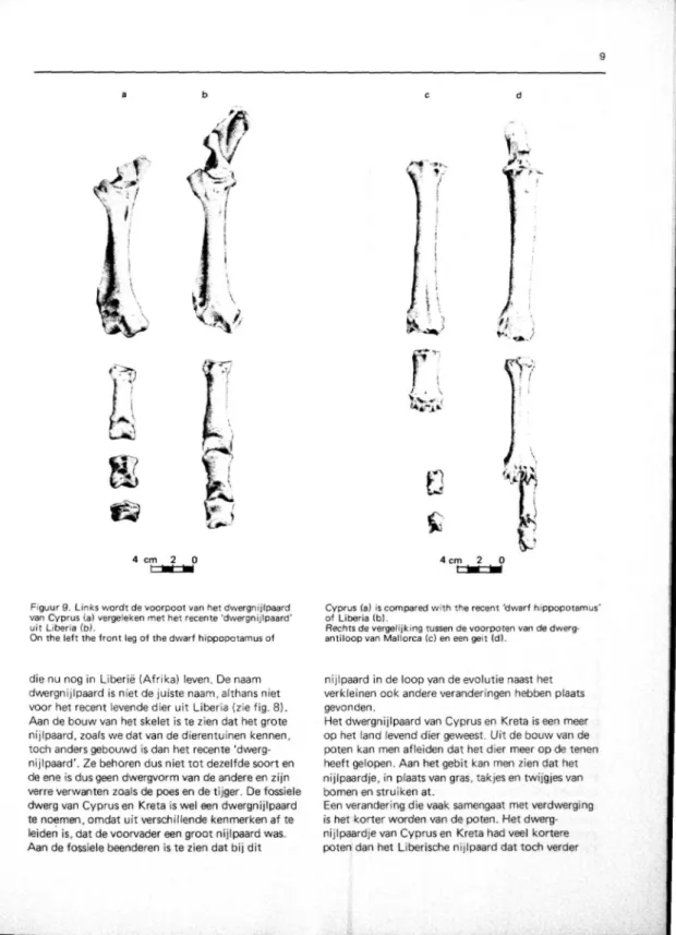 Figuur 9. Links wordt de voorpoot van het dwergnijlpaard van Cyprus {a) vergeleken met het recente 'dwergnijlpaard' uit Liberia (bl.