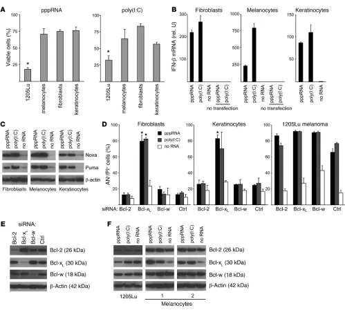 Figure 7Increased apoptotic sensitivity of melanoma cells to RNA ligands of RIG-I and MDA-5