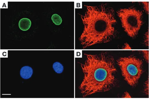 Figure 1Cells from higher metazoan organisms harbor two distinct IF systems. 