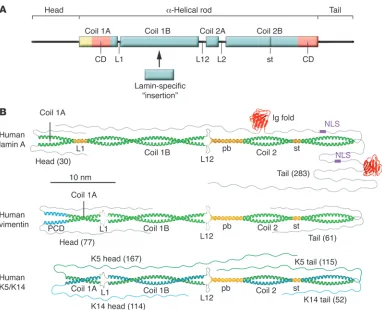 Figure 3Molecular organization of IF proteins. (A) Schematic representation of the structural organization of an IF molecule