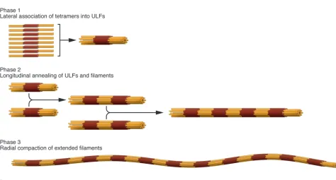 Figure 4Schematic representation of the three major phases of cytoplasmic IF assembly