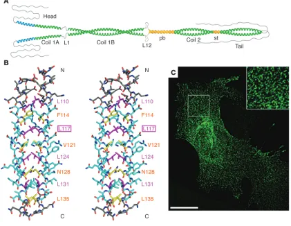 Figure 5Impact of a point mutation in vimentin coil 1A on filament elongation both in vitro and in vivo
