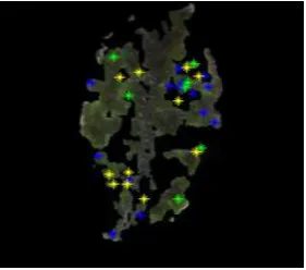 Fig.4. Results for apple scab affected leaf (a) Original image, (b) Segmented  image, (c) Feature point selection using SURF, (d) Pixels used for feature extraction 