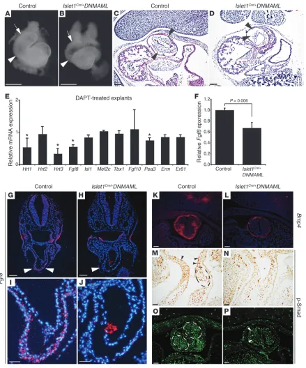 Figure 4Notch regulates Fgf8 expression in the second heart field. (