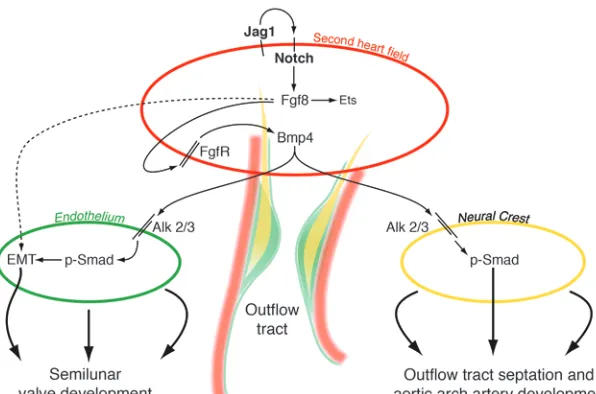 Figure 6Model depicting tissue-tissue interactions dur-